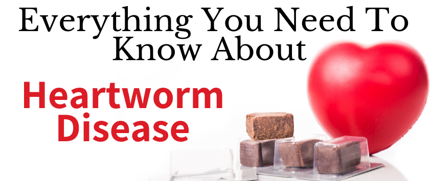 Everything You Need To Know About Heartworm Disease - Veterinarian Florence Ky - PetWow