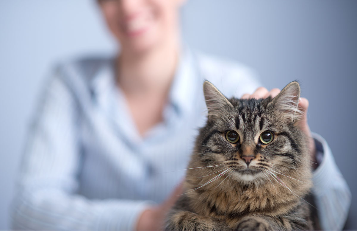Cat and woman Cat and woman - Animal Grooming Near Me - PetWow