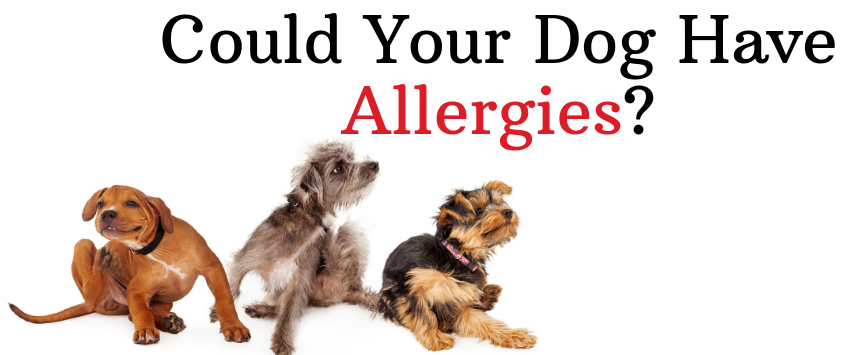 Dog Allergies - Veterinary Services Near Me - PetWow