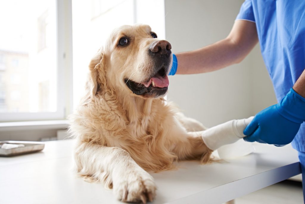 Home Veterinary Services Near Me | PetWow