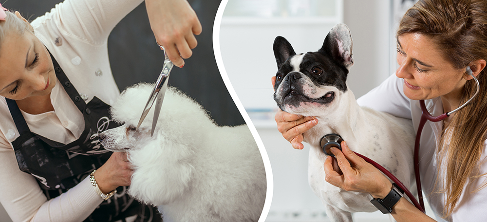 Best Pet Grooming Near Me - PetWow