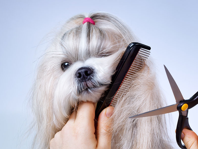 Pet hair cutting near hot sale me