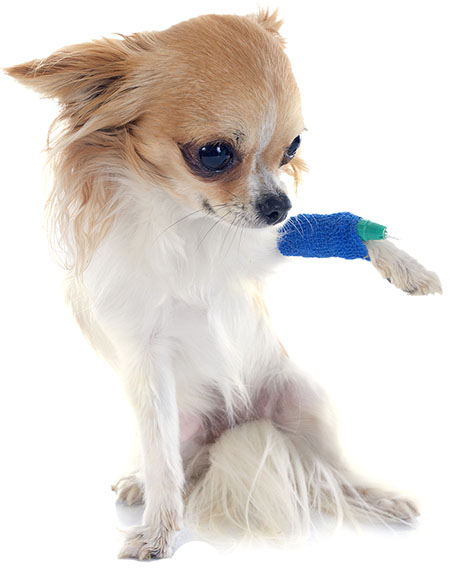 Pet Grooming Florence Ky - PetWow