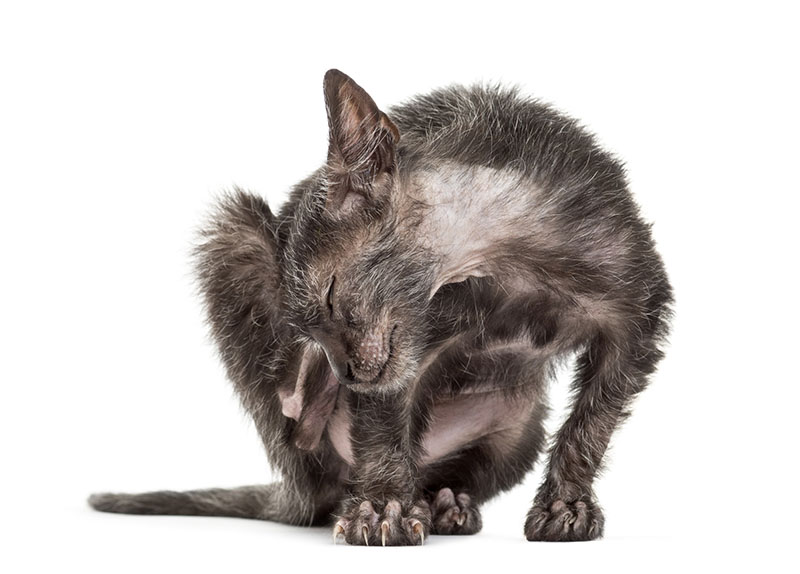 Cat with Fleas - Best Groomer Near Me - PetWow