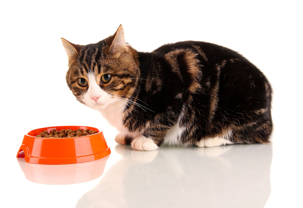 Senior Cat - Cat Grooming Services Near Me - PetWow