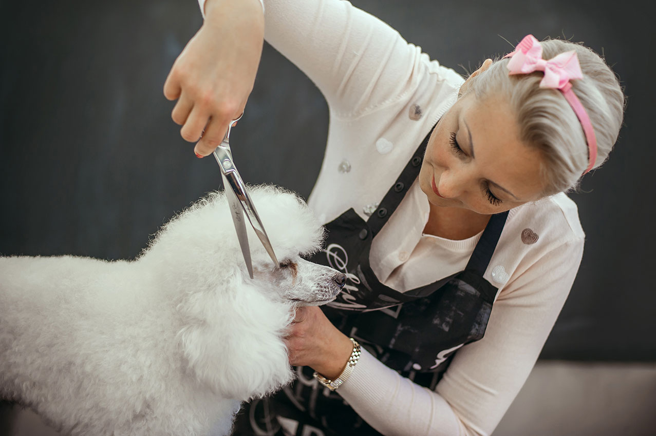 Pet Grooming - Mobile Dog Grooming Near Me - Petwow