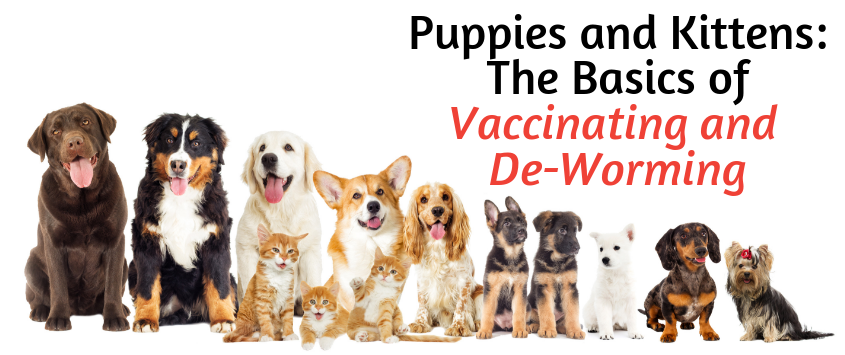 The Basics of Vaccinating and De-Worming - PetWow