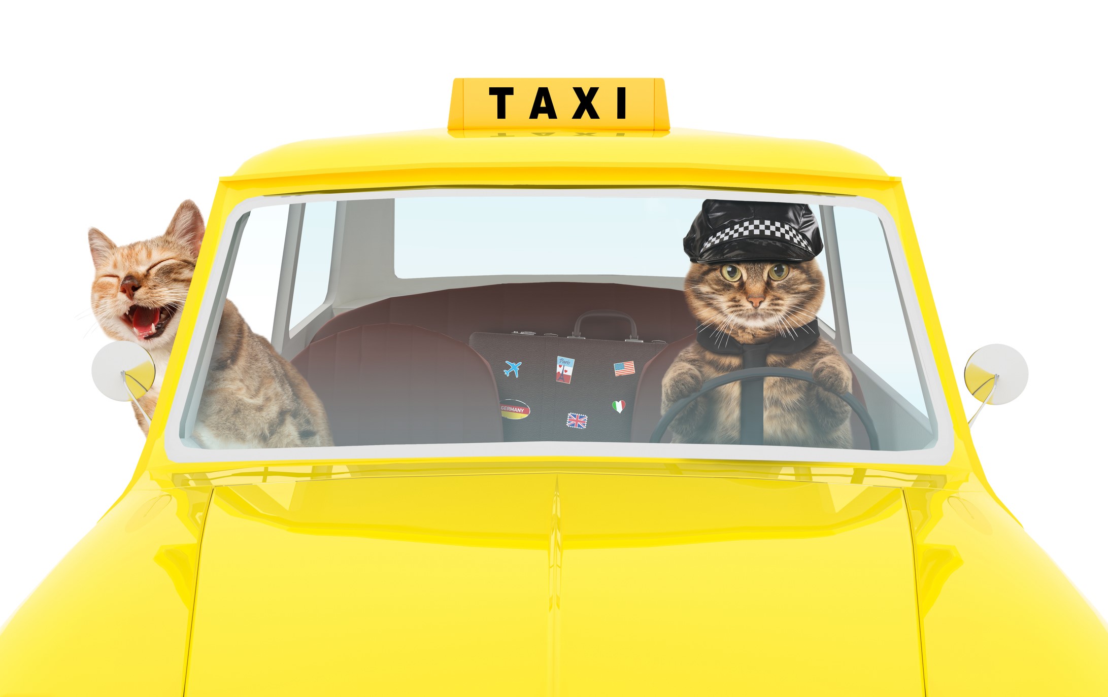 Pet Grooming Taxi - PetWow