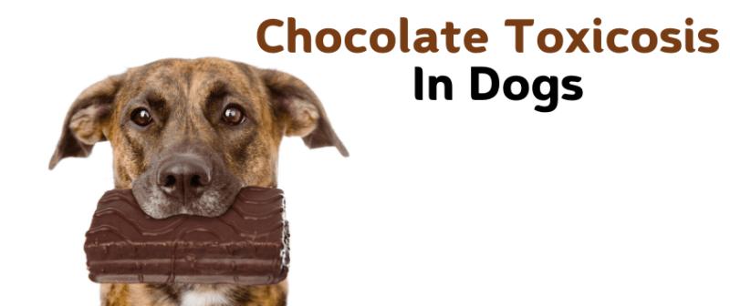 Chocolate Toxicosis in Dogs - PetWow