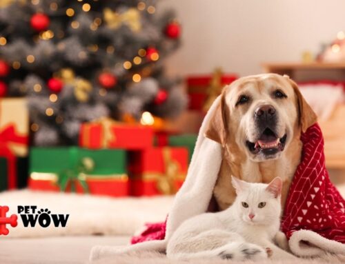 Danger of Ribbon and Ornament Ingestion
