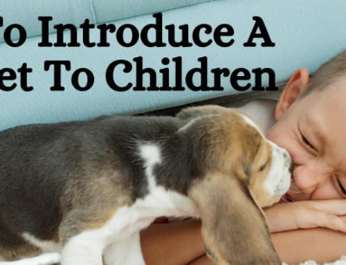 How to Introduce a New Pet to Children