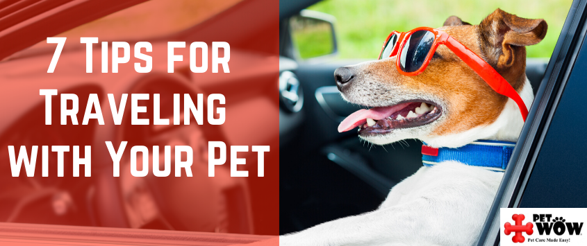 7 Tips for Traveling with Your Pet