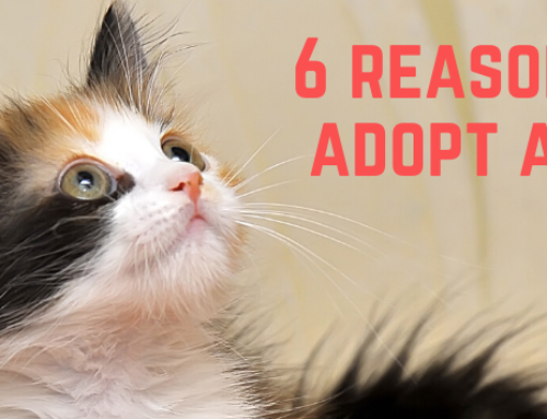 6 Reasons to Adopt a Cat