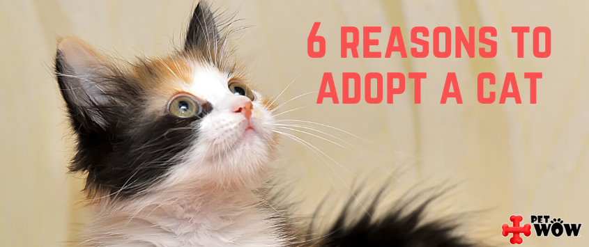 6 Reasons to Adopt a Cat