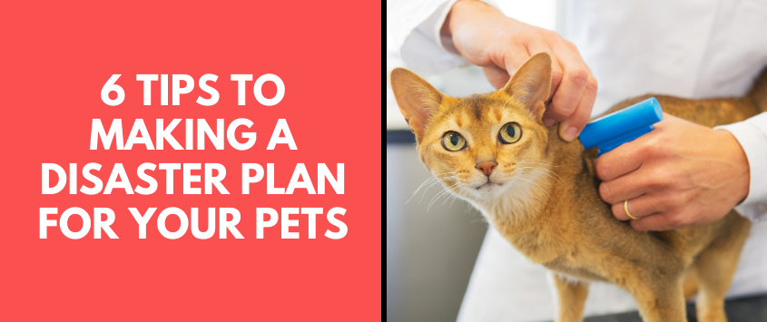 6 Tips To Making A Disaster Plan For Your Pets