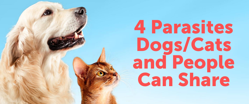 4 Parasites Dogs/Cats and People Can Share