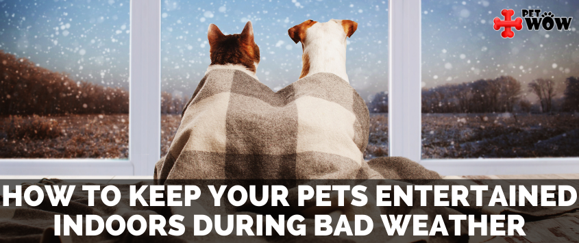 How To Keep Your Pets Entertained Indoors During Bad Weather