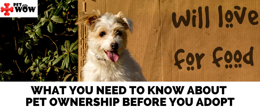 What You Need To Know About Pet Ownership Before You Adopt