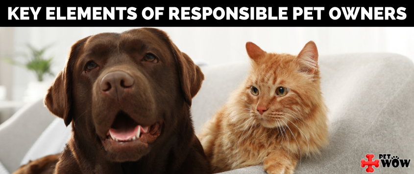 Key Elements Of Responsible Pet Owners