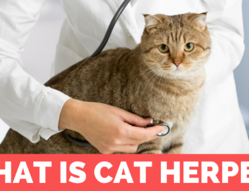 What Is Cat Herpes?