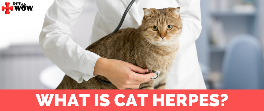 What Is Cat Herpes?