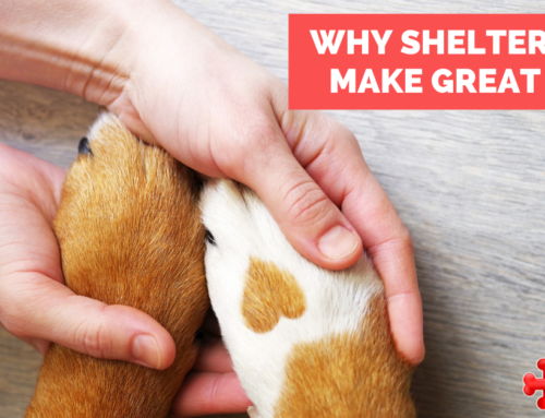 Why Shelter Dogs Make Great Pets