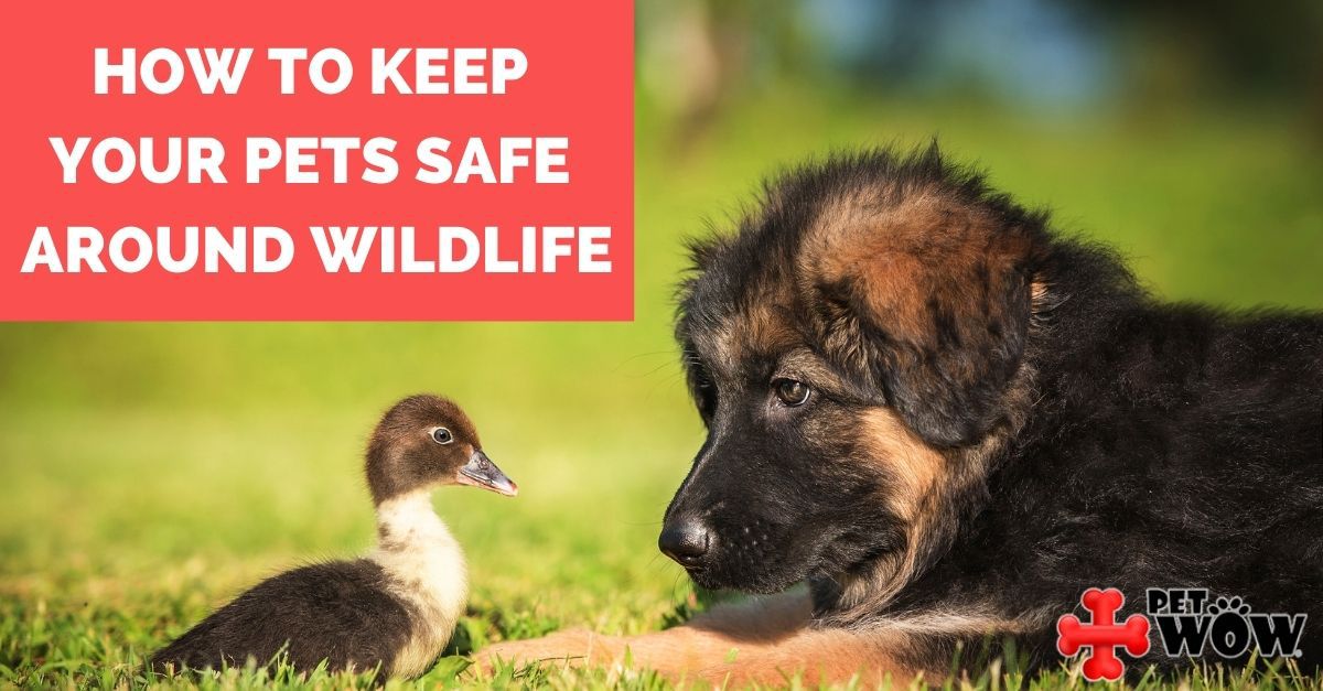 How To Keep Your Pets Safe Around Wildlife