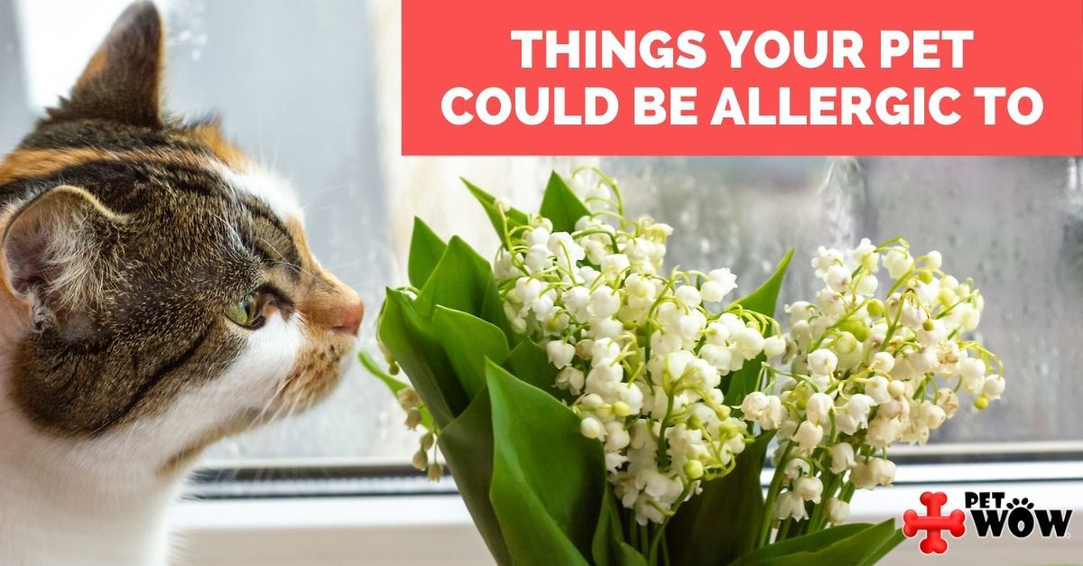Things Your Pet Could Be Allergic To