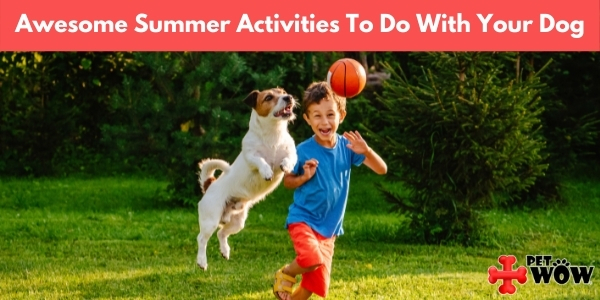 Awesome Summer Activities To Do With Your Dog
