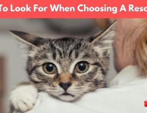What To Look For When Choosing A Rescue Cat