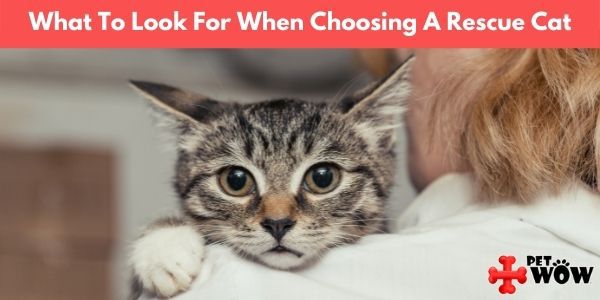 What To Look For When Choosing A Rescue Cat