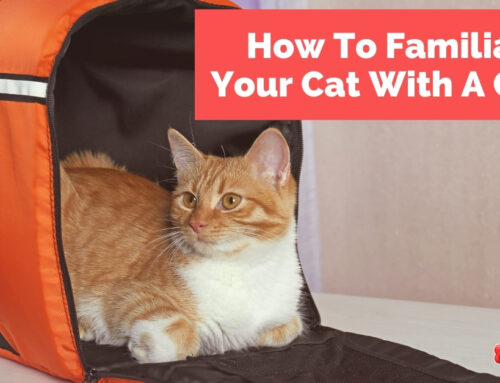 How To Familiarize Your Cat With A Carrier