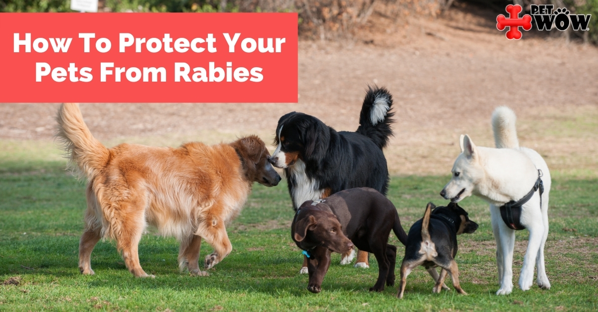 How To Protect Your Pet From Rabies