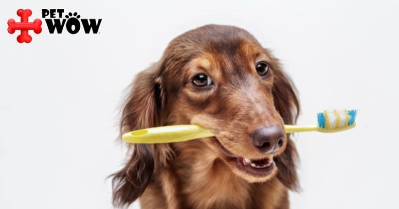 Importance Of Dental Cleaning For Your Pets