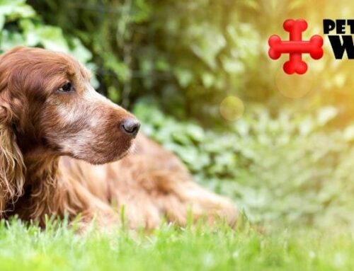 Preventing Chocolate Toxicosis – Keeping Your Canine Safe
