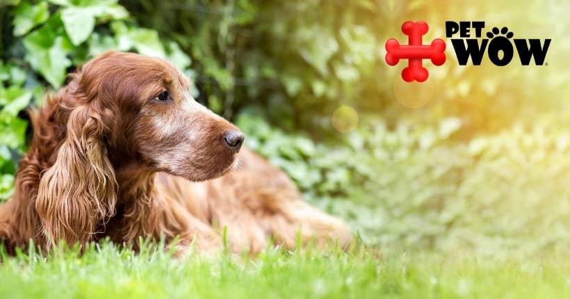 4 Reasons To Adopt A Senior Dog