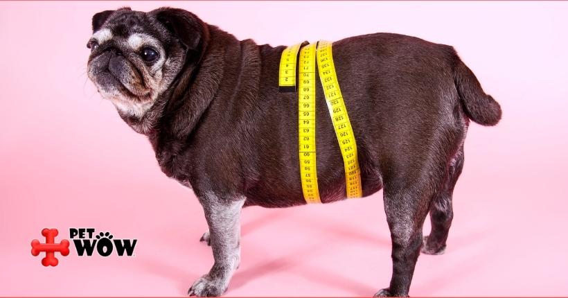 Facts About Obesity In pets