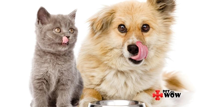 Pet Food Allergies