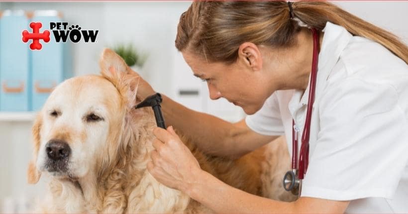 How To Prevent And Treat Ear Infections In Your Dog
