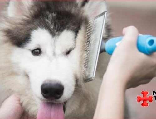 Benefits Of Brushing Your Dog’s Coat
