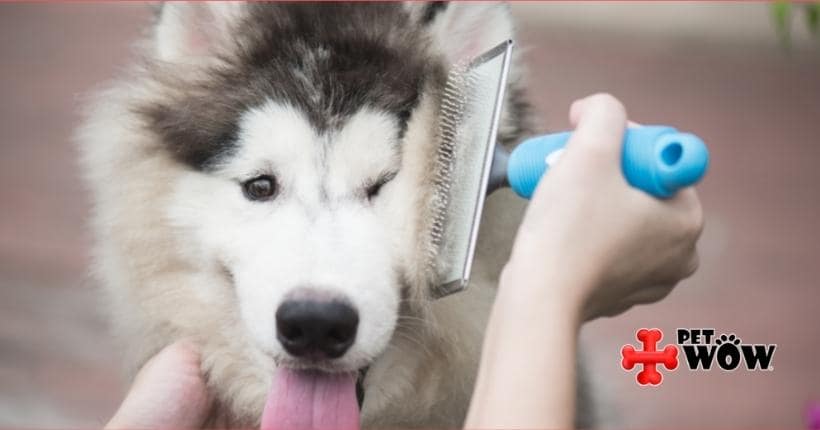 Benefits Of Brushing Your Dog's Coat