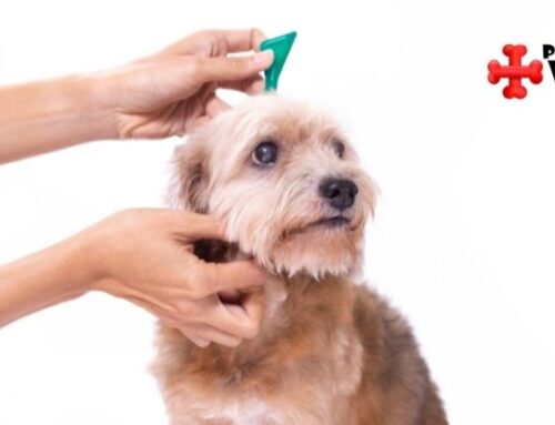 What To Do If Your Pet Has Fleas Or Ticks