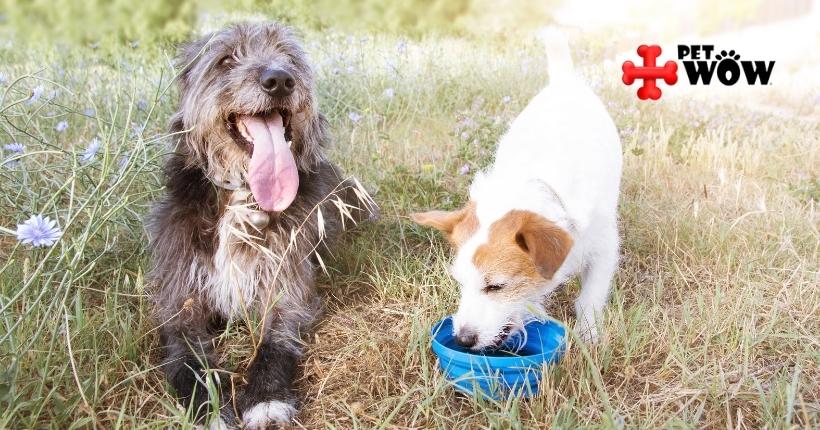 Symptoms Of Heat Stroke In Dogs