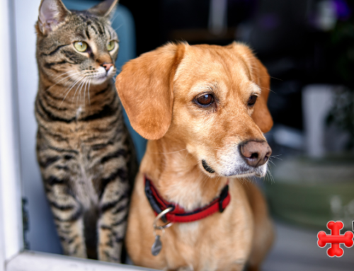 Separation Anxiety In Cats And Dogs