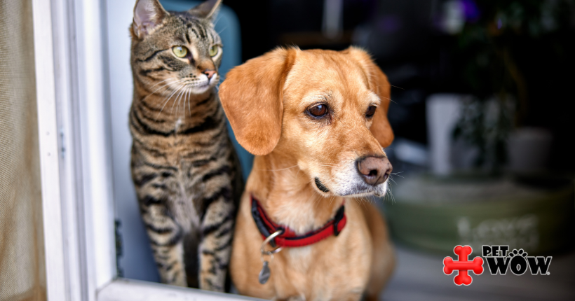 Separation Anxiety In Cats And Dogs