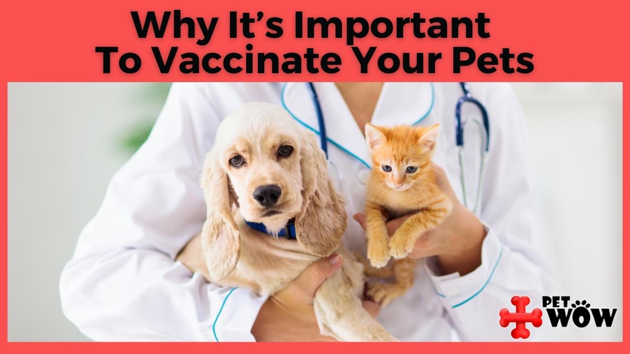 Why It s Important To Vaccinate Your Pets PetWow