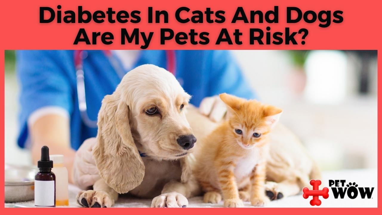 diabetes in dogs and cats