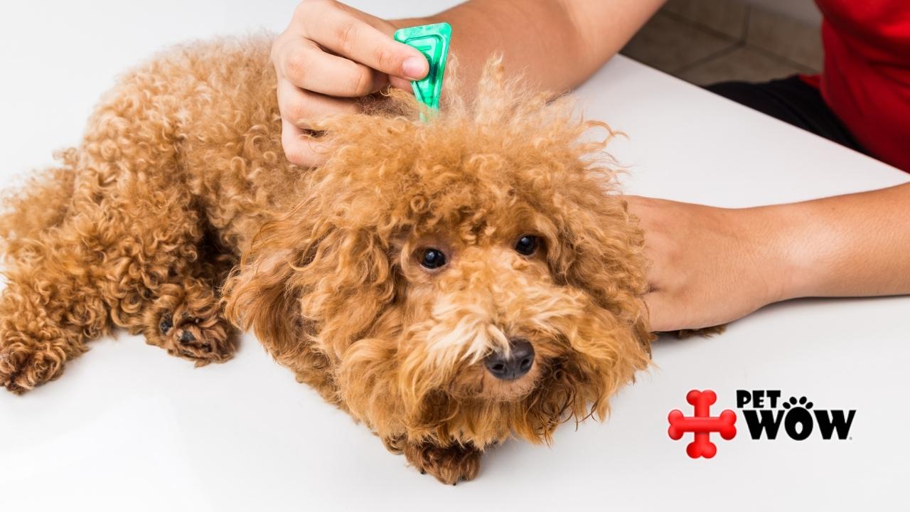 Why You Should Use Flea And Tick Preventative Medications All Year