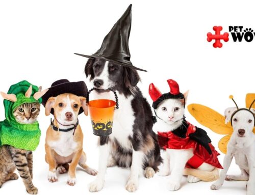 How To Have A Safe Halloween With Your Pet