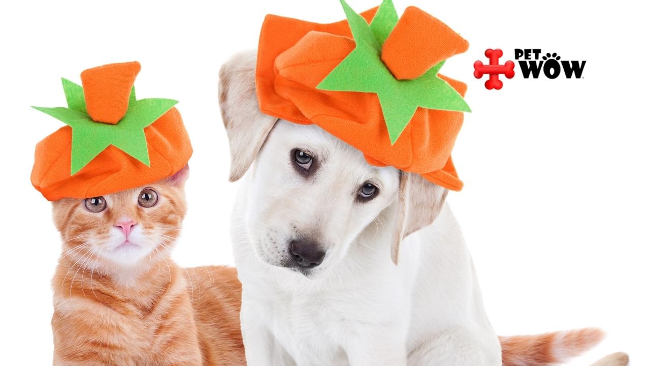 How To Keep Your Pets Safe This Thanksgiving